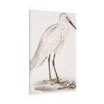 Indian White Heron by John Edward Gray Standard Canvas