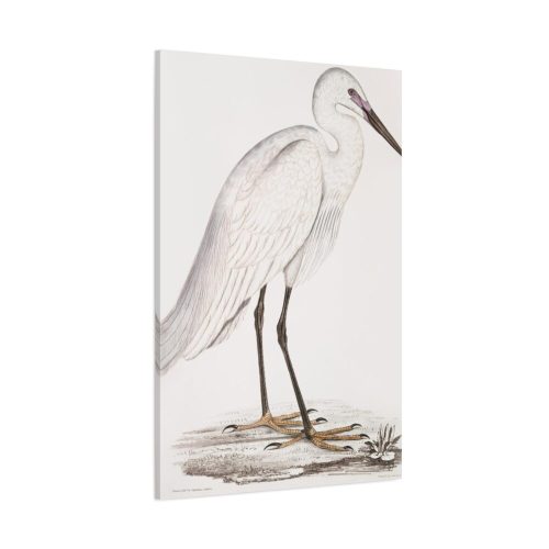 91655-45.jpg Indian White Heron by John Edward Gray Standard Canvas