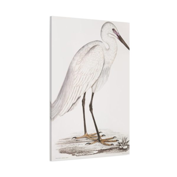 91655-45.jpg Indian White Heron by John Edward Gray Standard Canvas