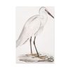 91655-46.jpg Indian White Heron by John Edward Gray Standard Canvas