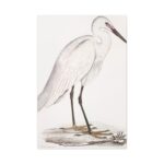 Indian White Heron by John Edward Gray Standard Canvas - Image 2