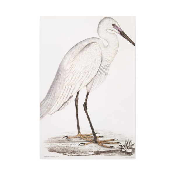 91655-46.jpg Indian White Heron by John Edward Gray Standard Canvas