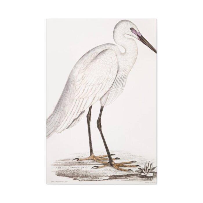 Indian White Heron by John Edward Gray Standard Canvas - Image 2