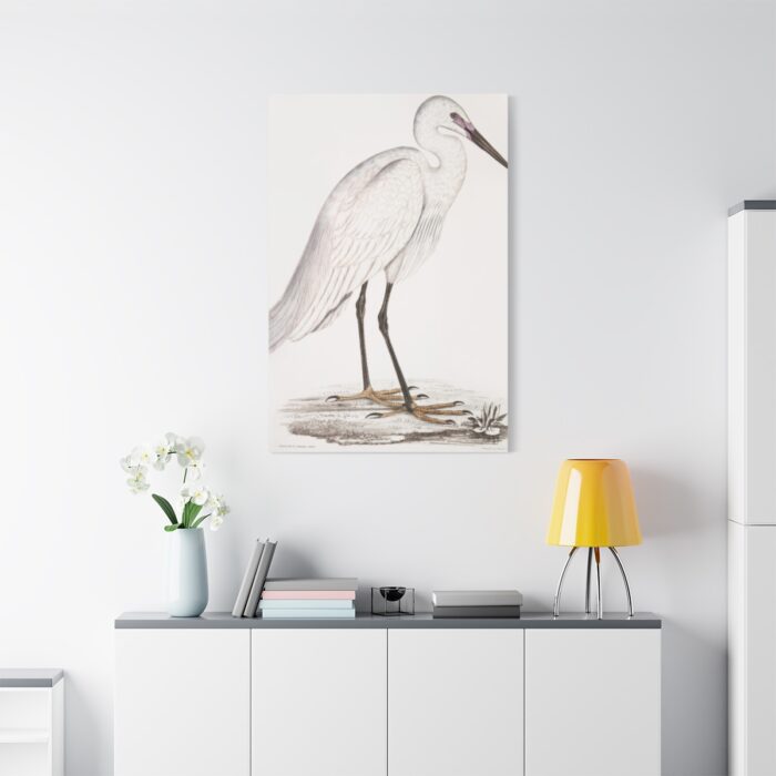 Indian White Heron by John Edward Gray Standard Canvas - Image 3