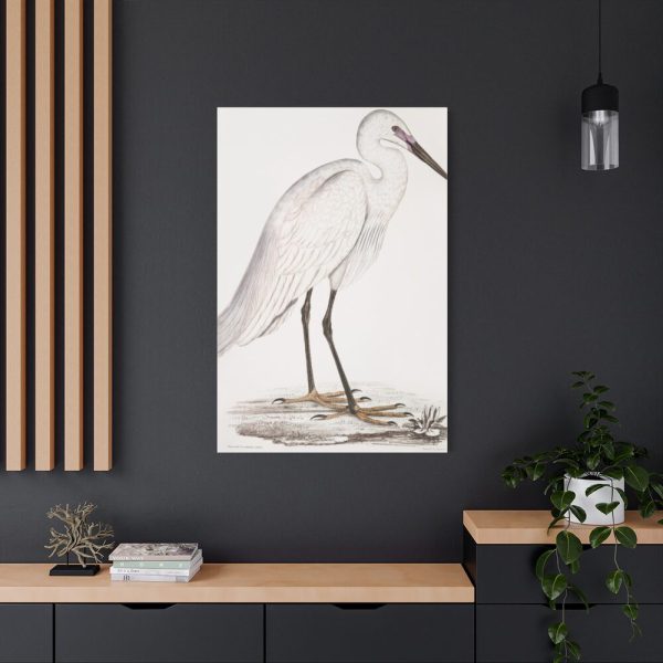 91655-48.jpg Indian White Heron by John Edward Gray Standard Canvas