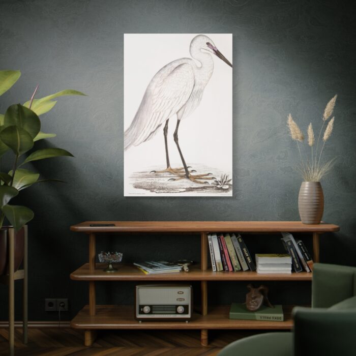 Indian White Heron by John Edward Gray Standard Canvas - Image 5