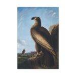 Washington Sea Eagle by John James Audubon Standard Canvas - Image 2