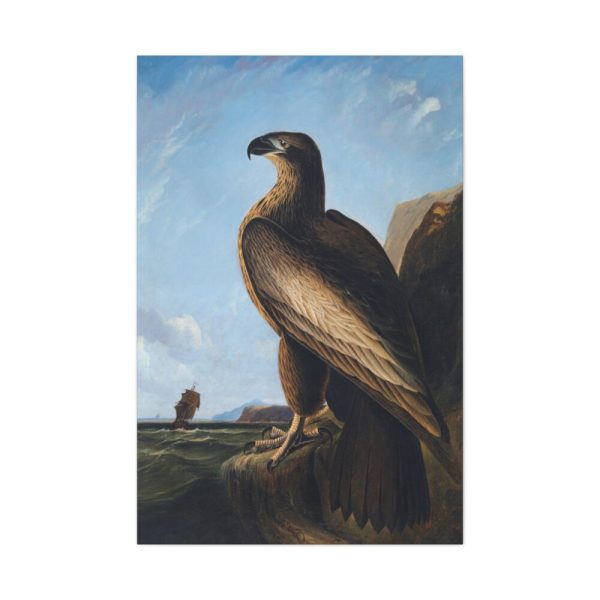91655-56.jpg Washington Sea Eagle by John James Audubon Standard Canvas