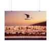 92408-121.jpg Bird Flying over Turkey Poster