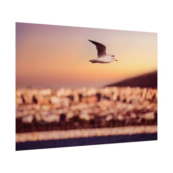 92408-122.jpg Bird Flying over Turkey Poster