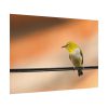 Yellow Bird Poster