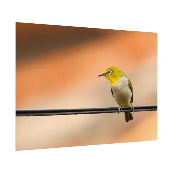 Yellow Bird Poster