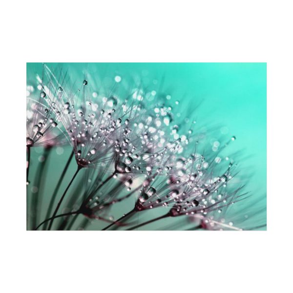 92408-135.jpg Water Droplets Dandelion Seeds Poster