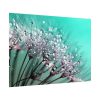 92408-137.jpg Water Droplets Dandelion Seeds Poster