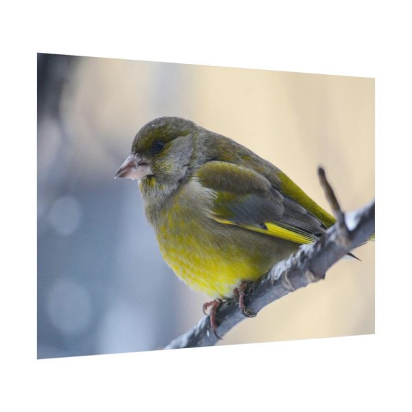 Goldfinch Bird Poster
