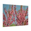 Peach Blossoms Flowering Tree Poster