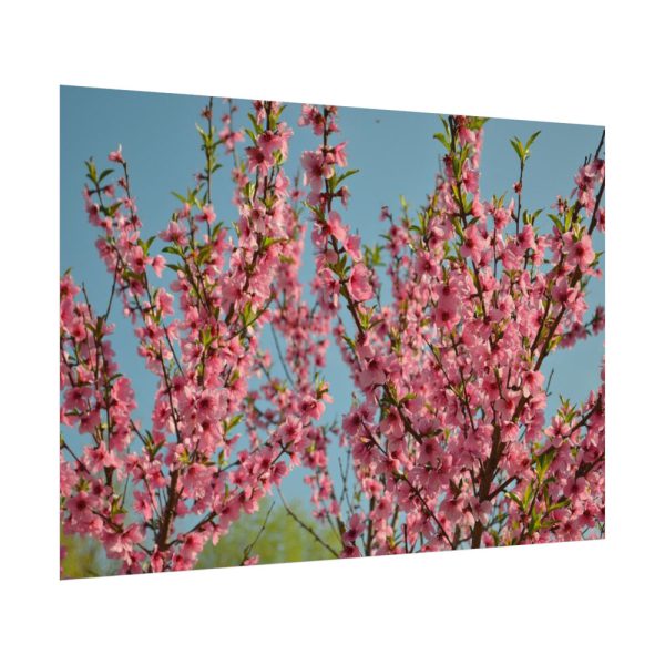 Peach Blossoms Flowering Tree Poster