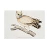 92408-205.jpg Coromandel Owl by John Edward Gray Poster