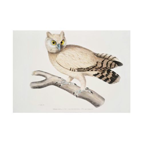 Coromandel Owl by John Edward Gray Poster