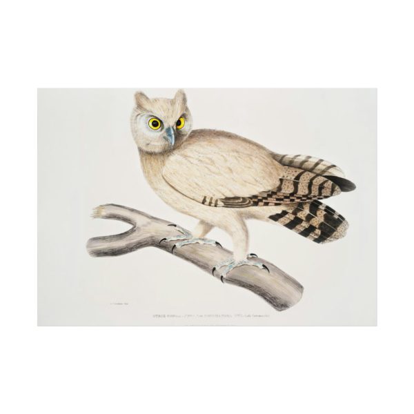 92408-205.jpg Coromandel Owl by John Edward Gray Poster