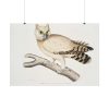 92408-206.jpg Coromandel Owl by John Edward Gray Poster