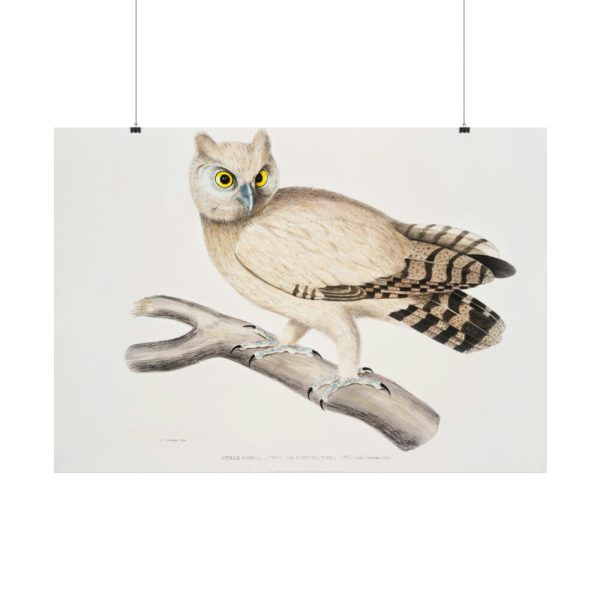 92408-206.jpg Coromandel Owl by John Edward Gray Poster