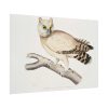 92408-207.jpg Coromandel Owl by John Edward Gray Poster