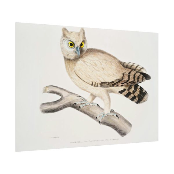 92408-207.jpg Coromandel Owl by John Edward Gray Poster