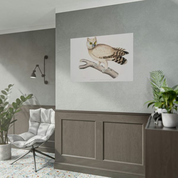 92408-209.jpg Coromandel Owl by John Edward Gray Poster