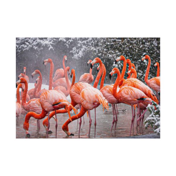 American Flamingo by Mehgan Murphy Poster