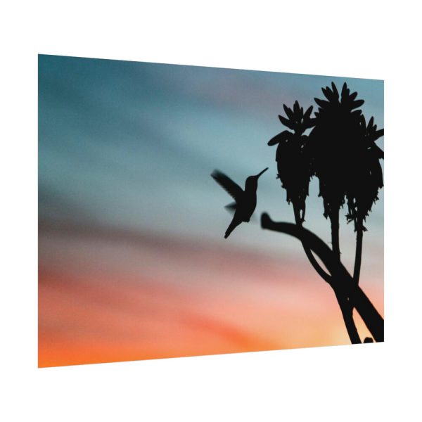 Hummingbird Poster