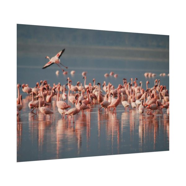 92408-292.jpg Flamingos in Africa Poster