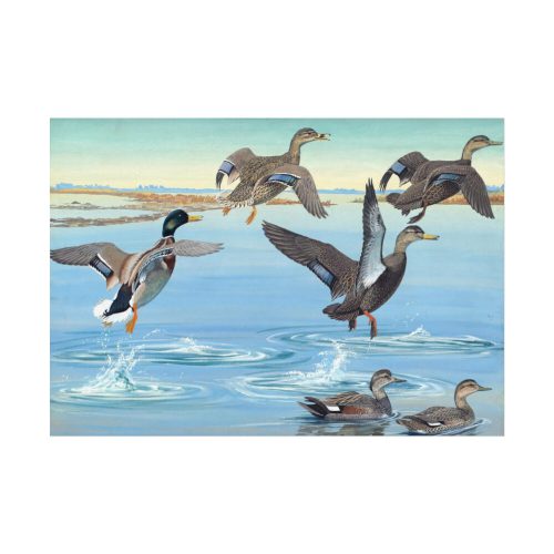 Vintage Ducks Art Poster