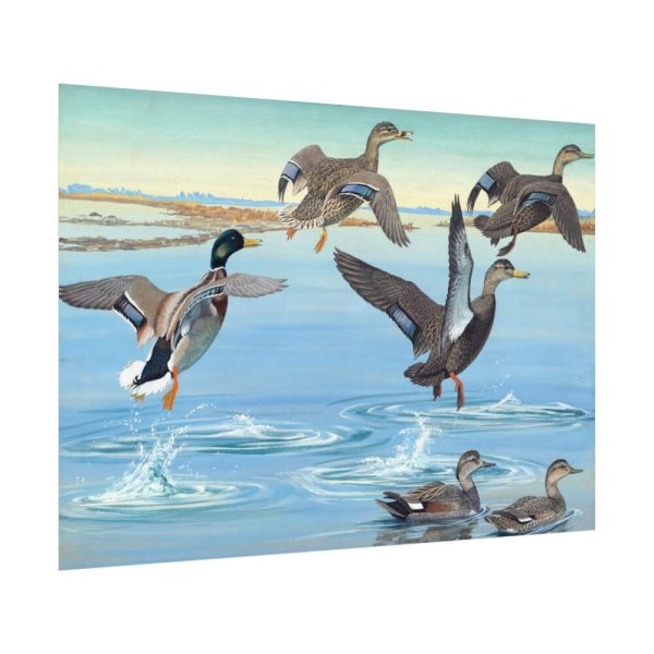 92408-557.jpg Vintage Ducks Art Poster