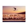 92409-120.jpg Bird Flying over Turkey Poster