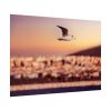 92409-122.jpg Bird Flying over Turkey Poster