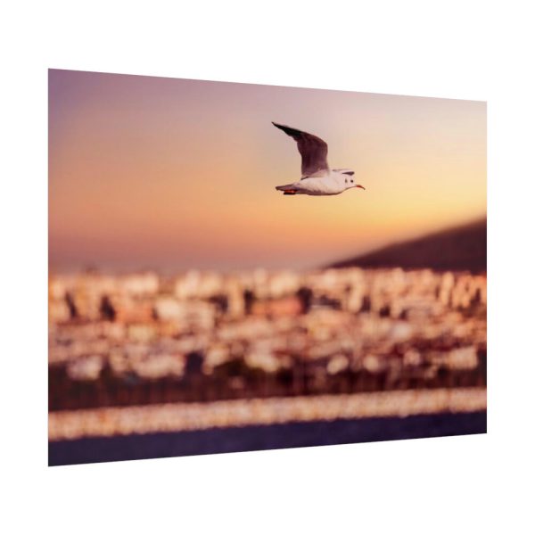 92409-122.jpg Bird Flying over Turkey Poster