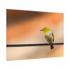 Yellow Bird Poster