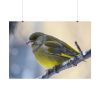 Goldfinch Bird Poster