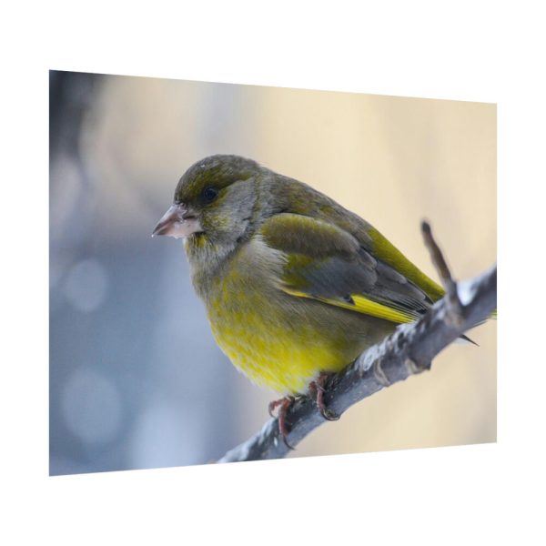 Goldfinch Bird Poster