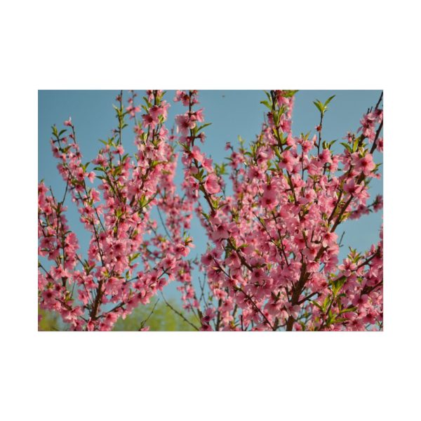 Peach Blossoms Flowering Tree Poster