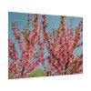 Peach Blossoms Flowering Tree Poster