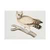 92409-205.jpg Coromandel Owl by John Edward Gray Poster