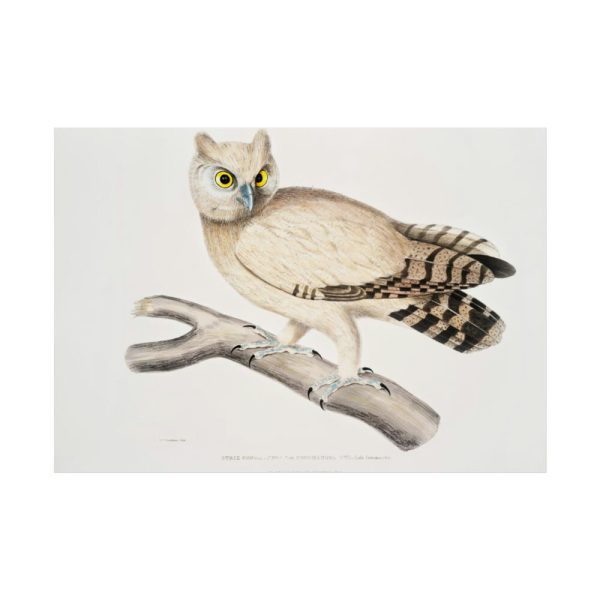92409-205.jpg Coromandel Owl by John Edward Gray Poster