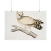 92409-206.jpg Coromandel Owl by John Edward Gray Poster