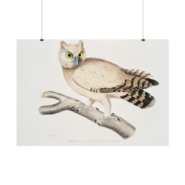 92409-206.jpg Coromandel Owl by John Edward Gray Poster
