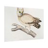 92409-207.jpg Coromandel Owl by John Edward Gray Poster