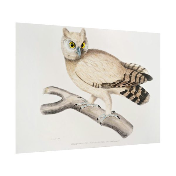 92409-207.jpg Coromandel Owl by John Edward Gray Poster