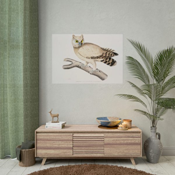 92409-208.jpg Coromandel Owl by John Edward Gray Poster