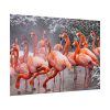 American Flamingo by Mehgan Murphy Poster